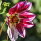 Junkyard Dog Dahlia