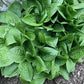Quilting Bee Hosta Plants online shopping