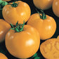 Carolina Gold F1 Tomato