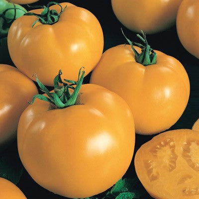 Carolina Gold F1 Tomato
