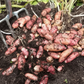 Pink Fir Apple Heritage Potato online shopping