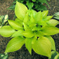 Limetini Hosta Plants online shopping