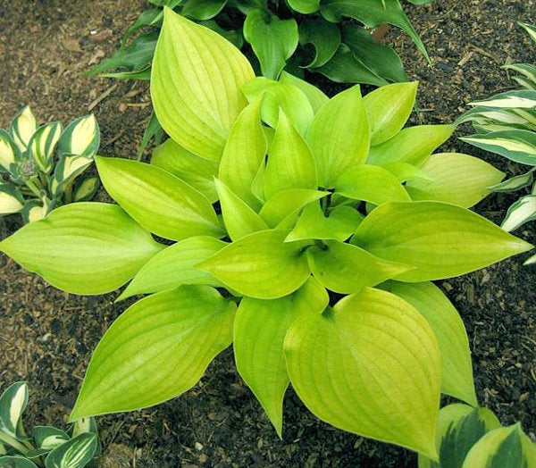 Limetini Hosta Plants online shopping