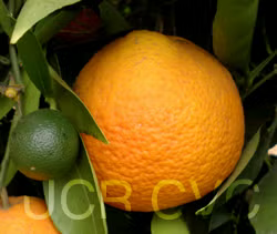 Pineapple Sweet Orange Seed citrus plant material online shopping