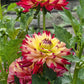 Wildcat Dahlia