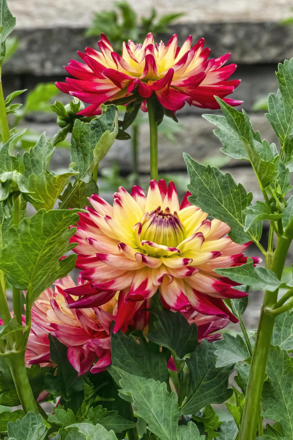 Wildcat Dahlia