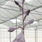 Twisted Spearmint Hosta Plants online shopping