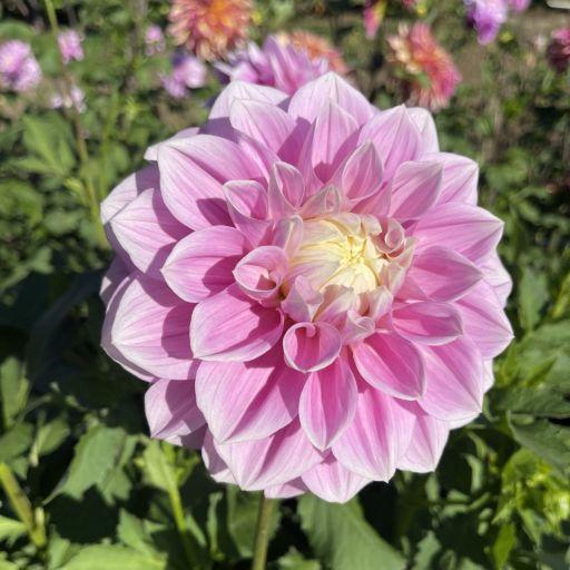 Gemini Dahlia