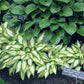 Island Charm Hosta Plants online shopping