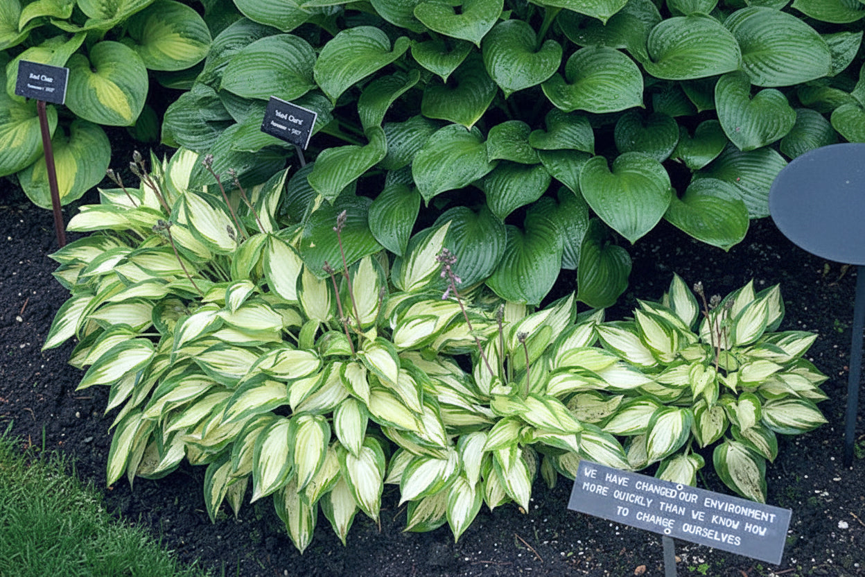 Island Charm Hosta Plants online shopping
