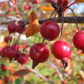 Prairifire Crabapple