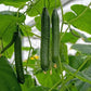 Tasty Green F1 Cucumber