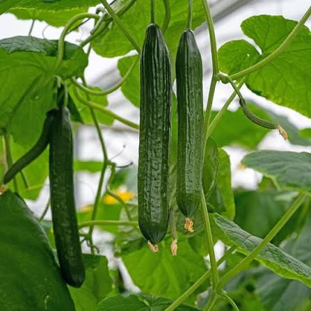 Tasty Green F1 Cucumber