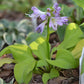 Sun Mouse Hosta Plants online shopping