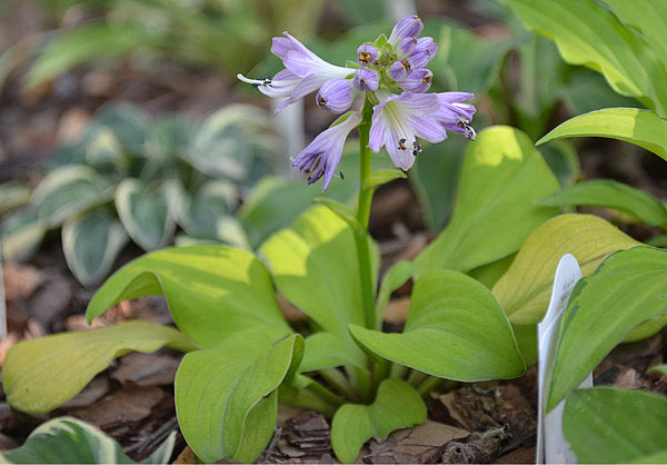 Sun Mouse Hosta Plants online shopping