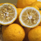 Yuzu Ichandrin Papeda Hybrid Budwood citrus plant material online shopping
