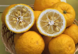 Yuzu Ichandrin Papeda Hybrid Budwood citrus plant material online shopping