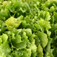 Broadleaf Batavian Escarole Chicory