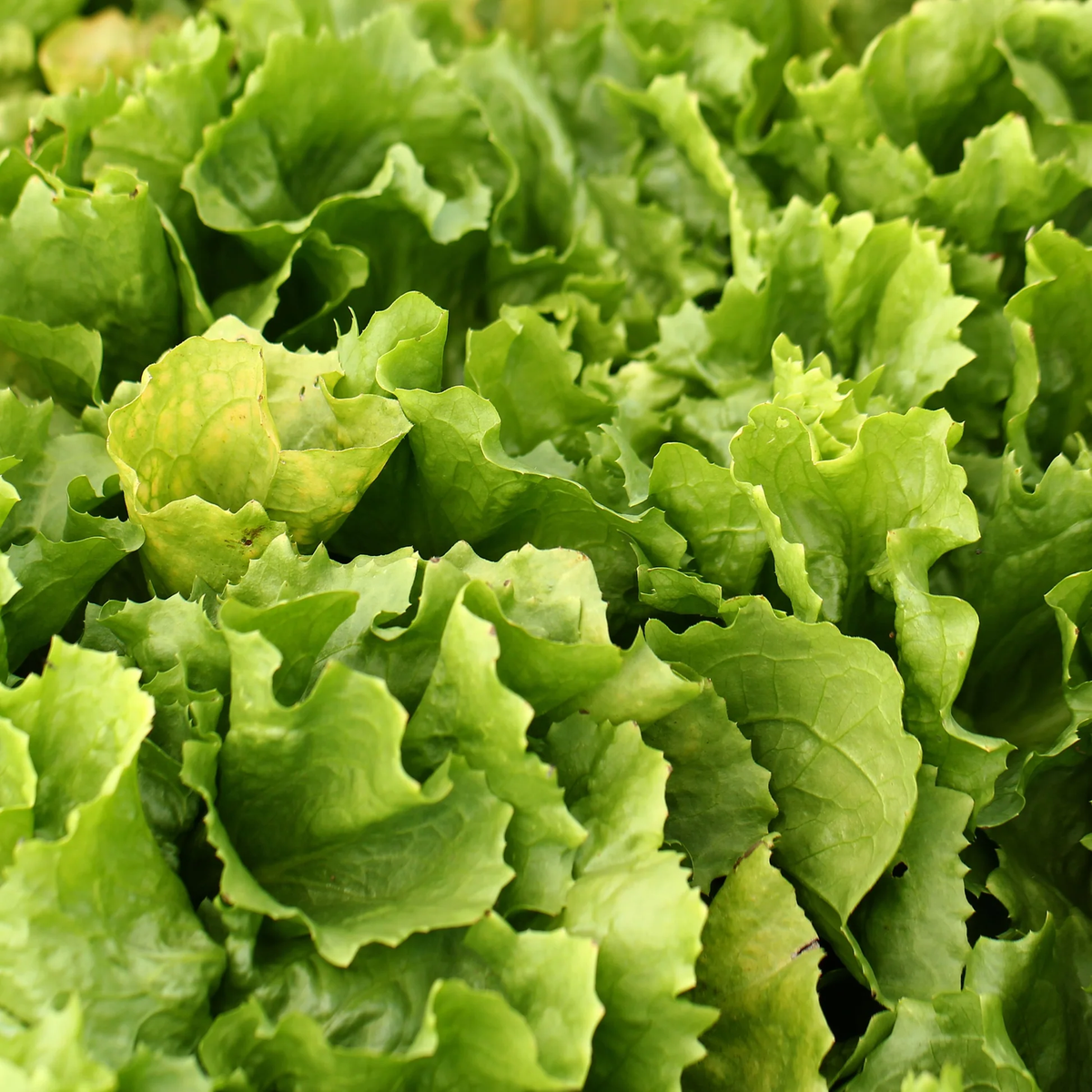Broadleaf Batavian Escarole Chicory