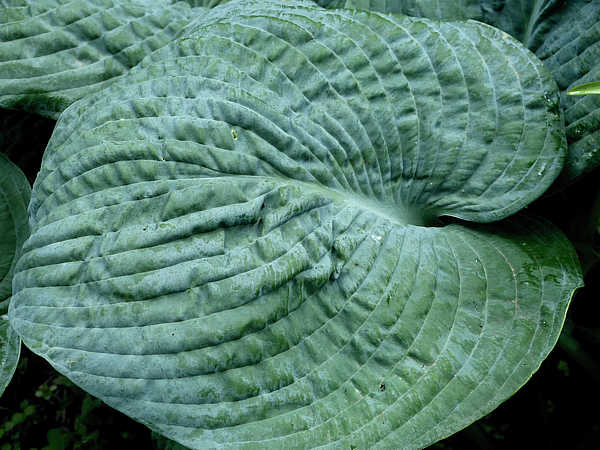 Rembrandt Blue Hosta Plants online shopping