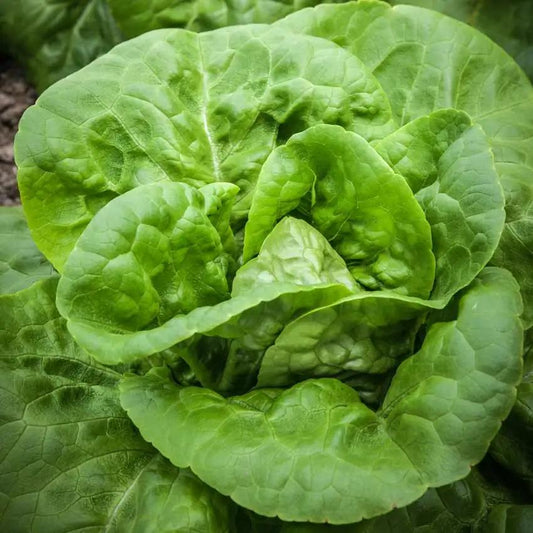 Buttercrunch Lettuce Seeds online shopping