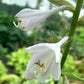 Lone Star Hosta Plants online shopping
