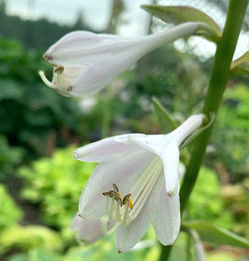 Lone Star Hosta Plants online shopping