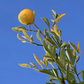 C-54 Carpenter Citrange Seed citrus plant material online shopping