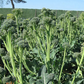 Aspabroc F1 Broccolini