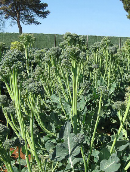 Aspabroc F1 Broccolini