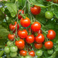 Supersweet 100 F1 Tomato
