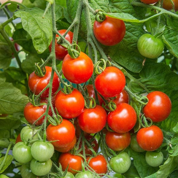 Supersweet 100 F1 Tomato
