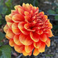 Lowrider Dahlia