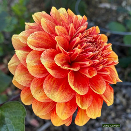 Lowrider Dahlia