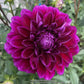 Boogie Nites Dahlia Plants online shopping