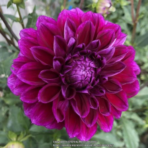 Boogie Nites Dahlia