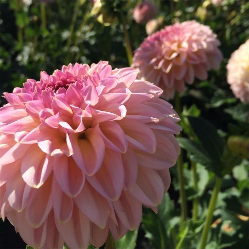 Cupcake Dahlia