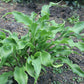 Twists And Turns Hosta Plants online shopping