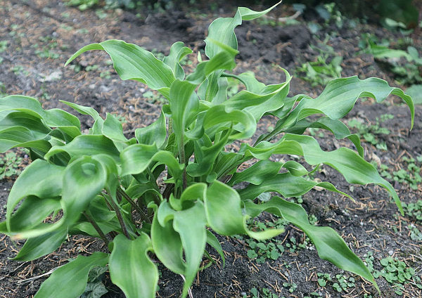 Twists And Turns Hosta Plants online shopping