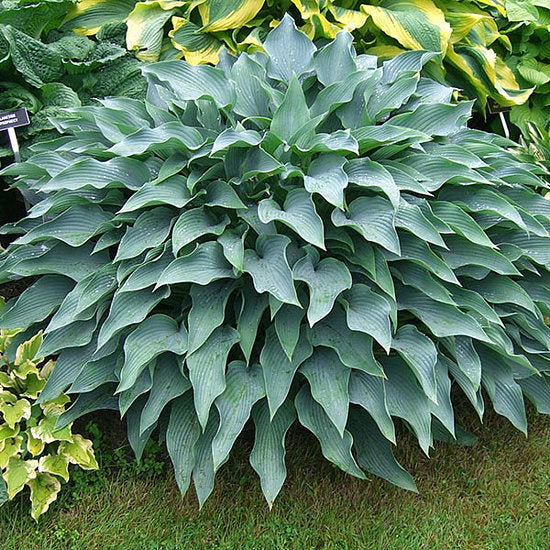 Yankee Blue Hosta Plants online shopping