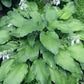 Azure Frills Hosta Plants online shopping