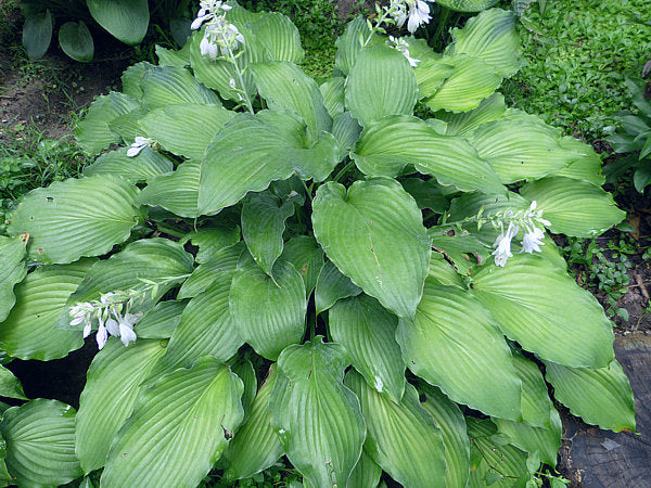 Azure Frills Hosta Plants online shopping