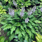Childhood Fantasy Hosta Plants online shopping