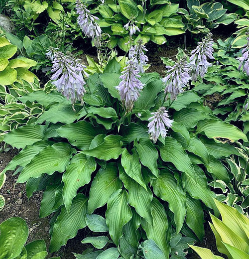Childhood Fantasy Hosta Plants online shopping