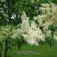 Ivory Silk® Japanese Tree Lilac lilac plant online shopping
