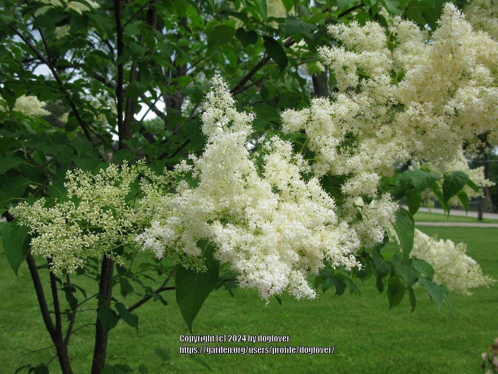 Ivory Silk® Japanese Tree Lilac lilac plant online shopping