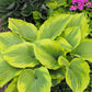Michigander Hosta Plants online shopping