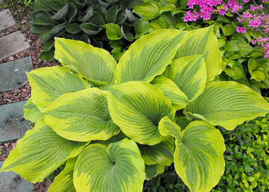 Michigander Hosta Plants online shopping