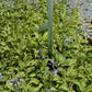 Lemon Delight Hosta Plants online shopping