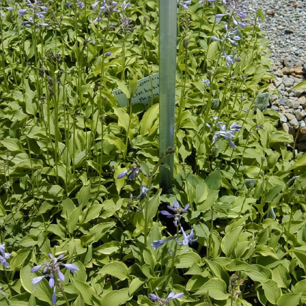Lemon Delight Hosta Plants online shopping